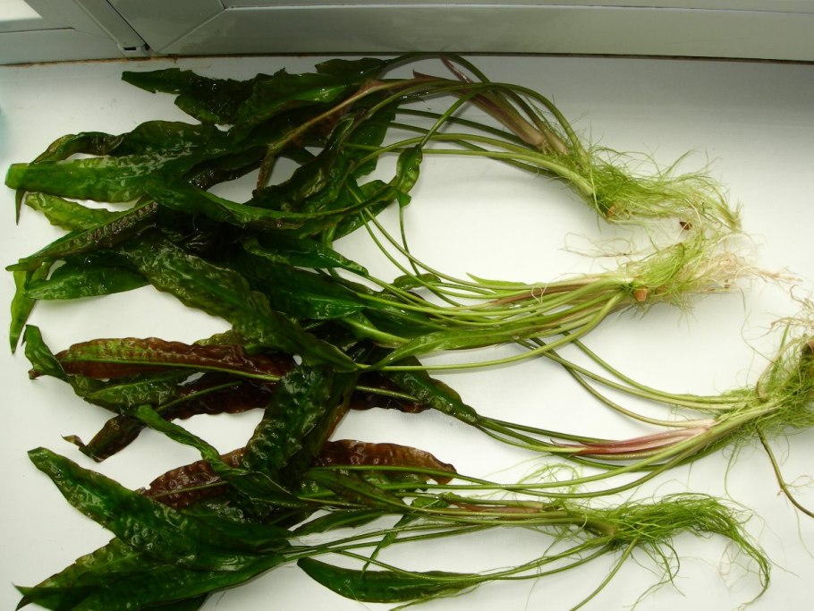 Криптокорина Беккетта