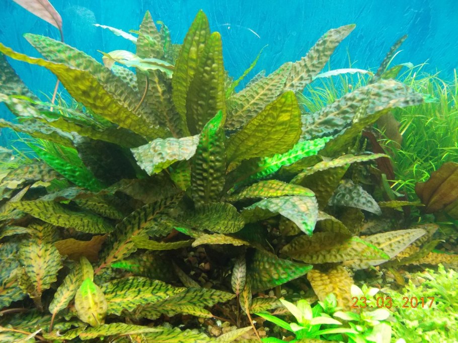 Cryptocoryne nakamotoi