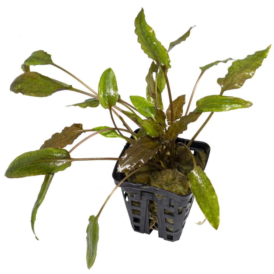 В каких горшочках лучше выращивать криптокорины под водой