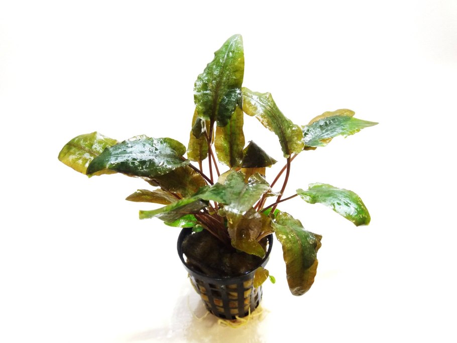 Криптокорина темнеют листья