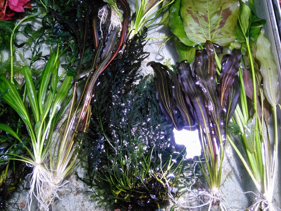 Криптокорина Албида