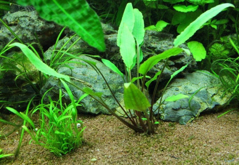 Криптокорина устериана зеленая