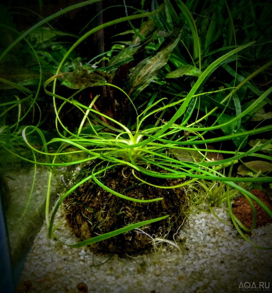 Cryptocoryne wendtii