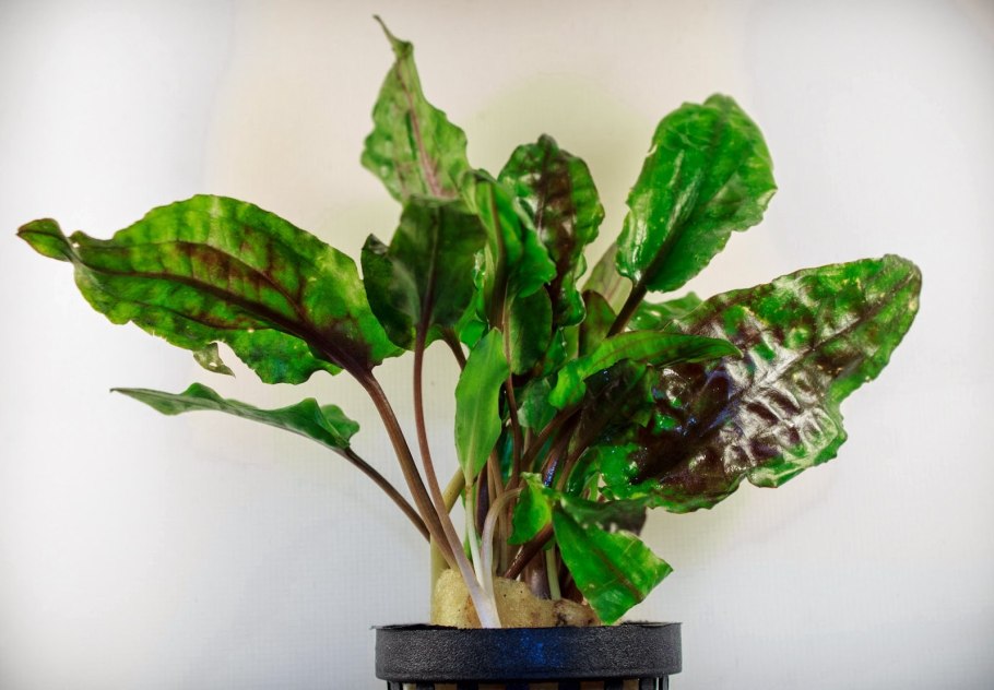 Cryptocoryne Regina (Регина)