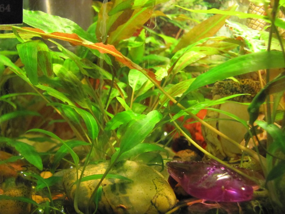 Барклайя длиннолистная Barclaya longifolia