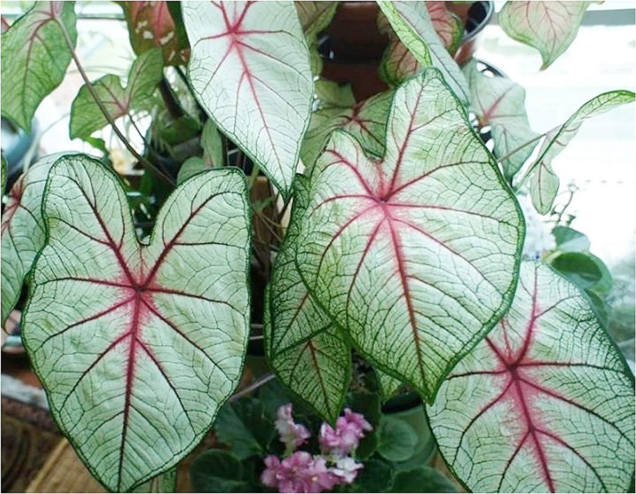 Каладиум June Bride