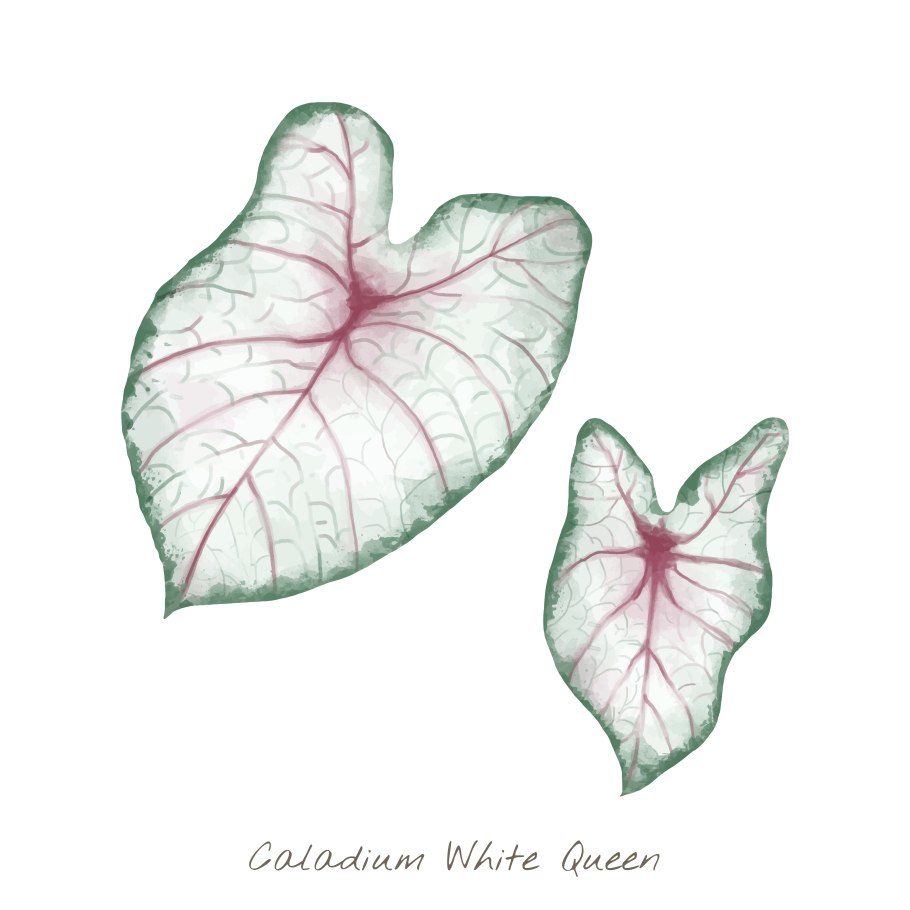 Каладиум лист эмблема