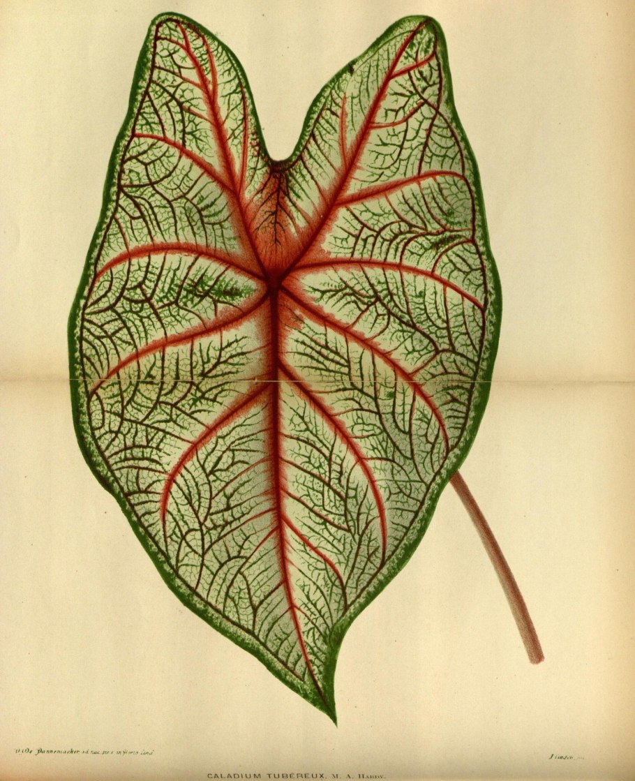 Каладиум сингониум красный