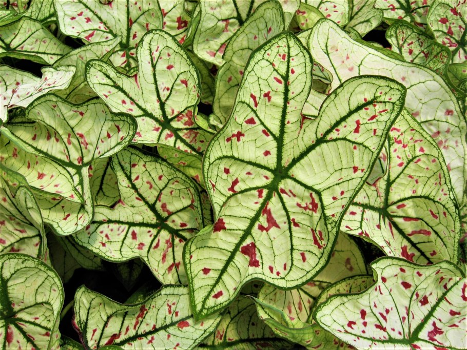 Каладиум Гумбольдта