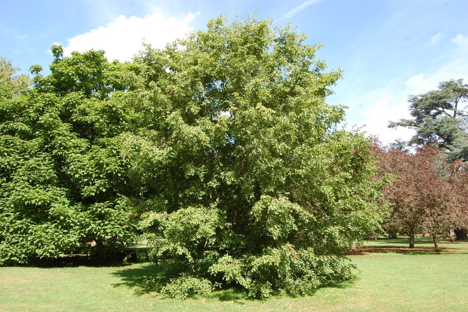 Prunus laurocerasus Genolia