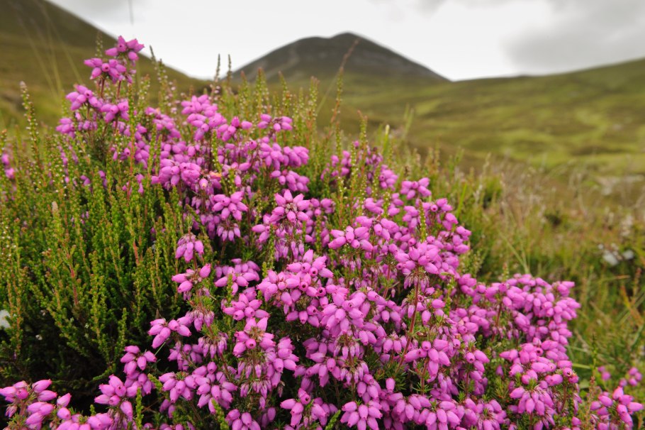 Олени Великобритании