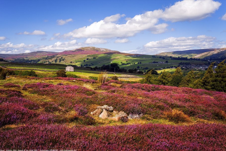 Рододендрон Гималайский