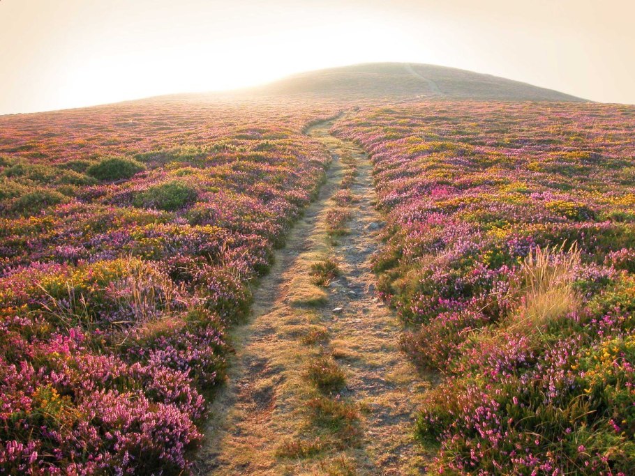 Луга, верещатники. Ирландии