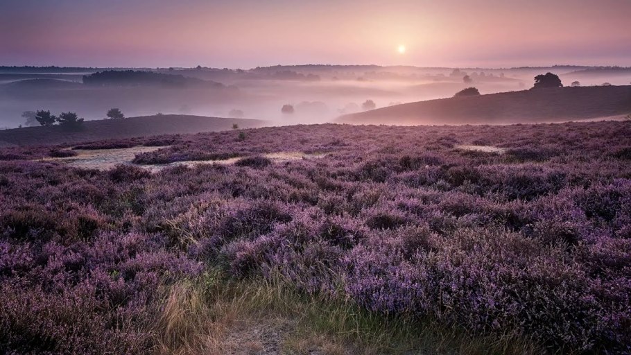 Вереск полевой