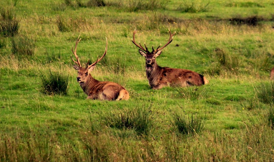 Вересковые пустоши Йоркшира