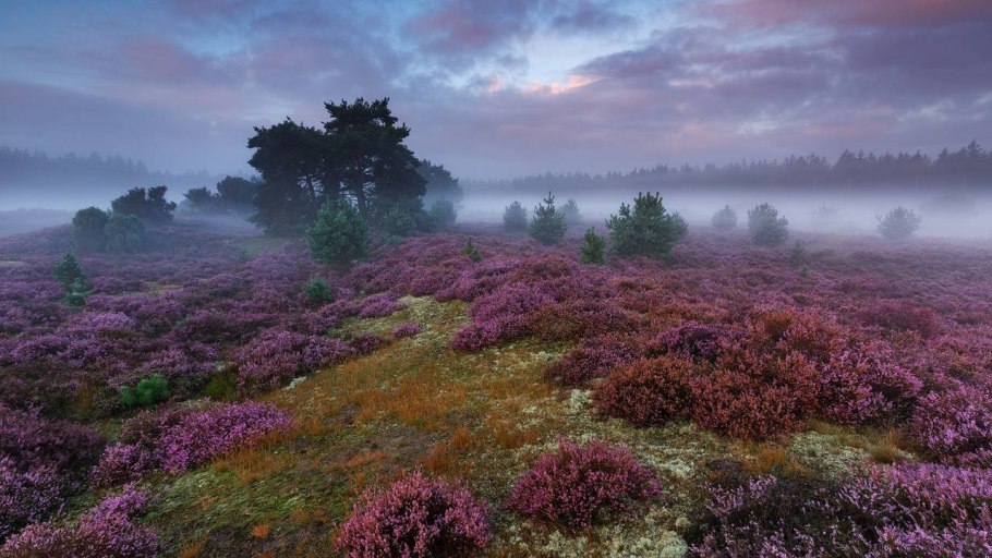 Вересковые пустоши Шотландии