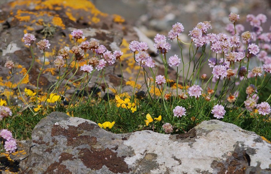 Вересковые пустоши в Англии