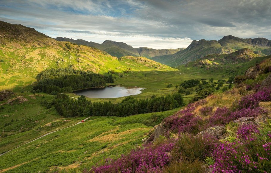 Цветущий Вереск в Шотландии