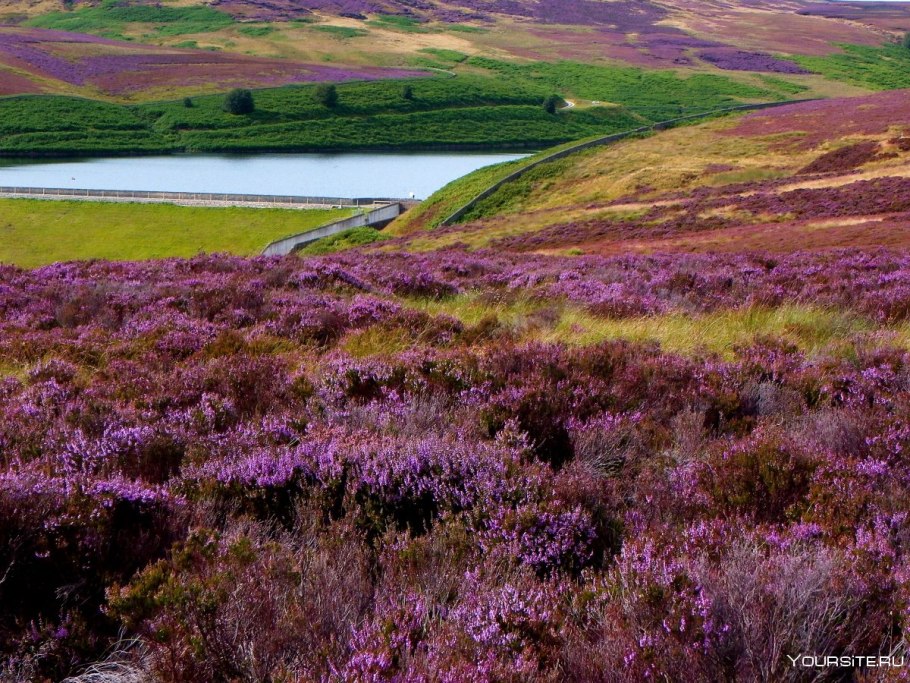 Йоркшир Англия Вересковые пустоши