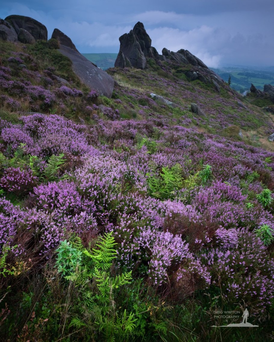 Вересковые пустоши в Англии