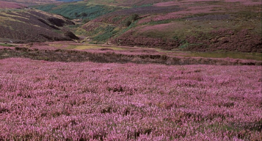 Вересковые пустоши в Англии