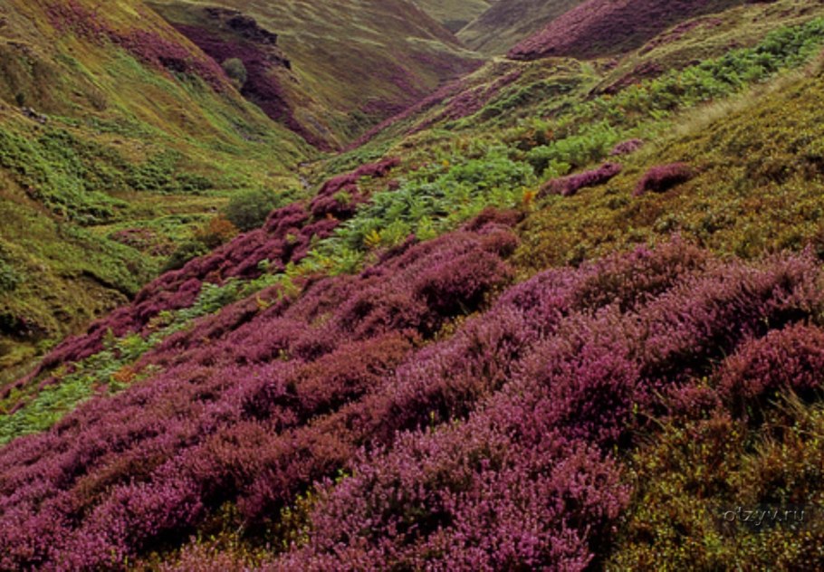 Лес Вереск Шотландия