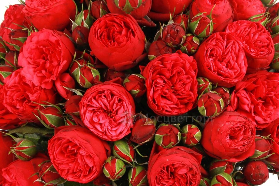 Роза чайно-гибридная ред пиано