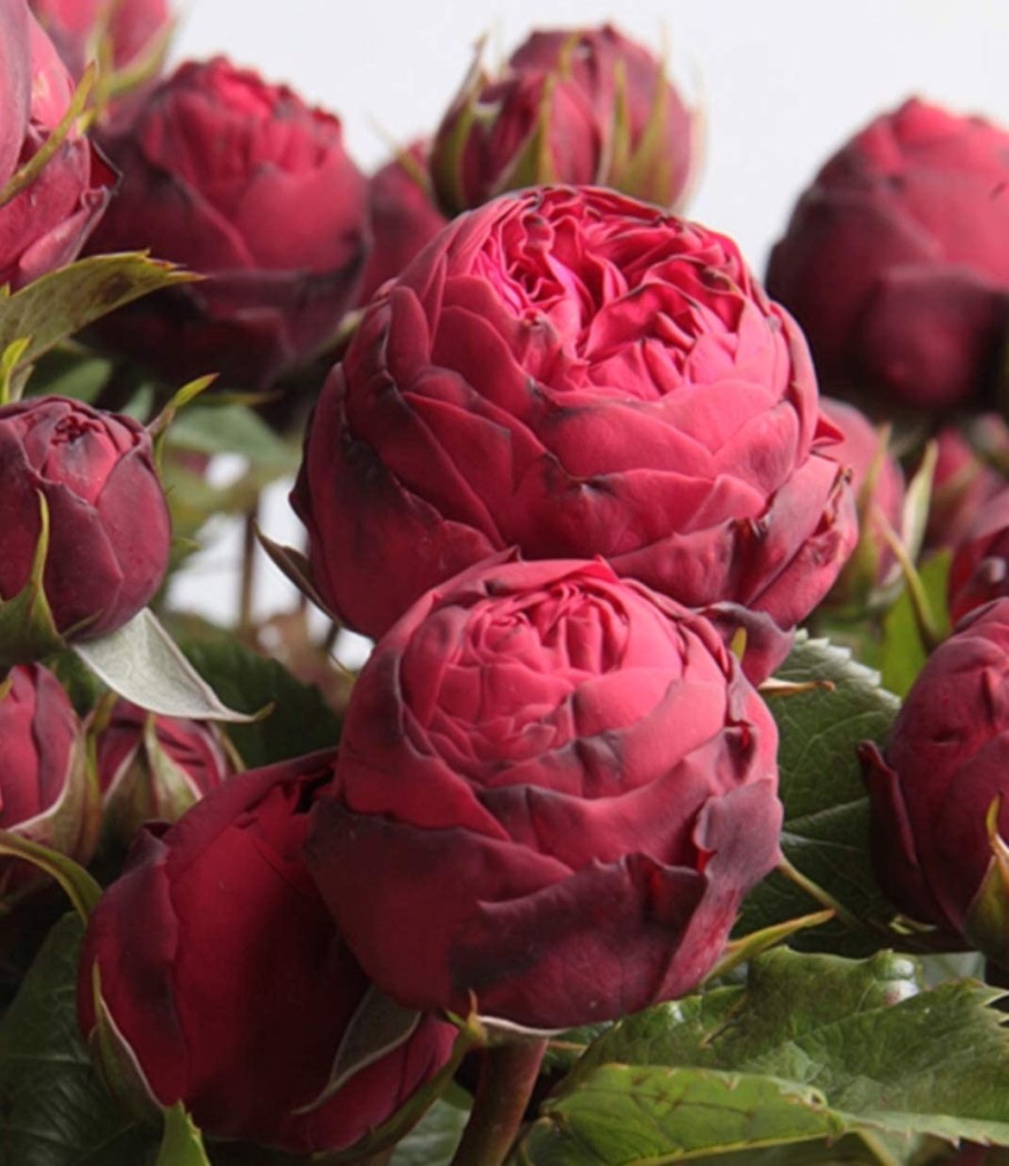 Роза ред пиано куст