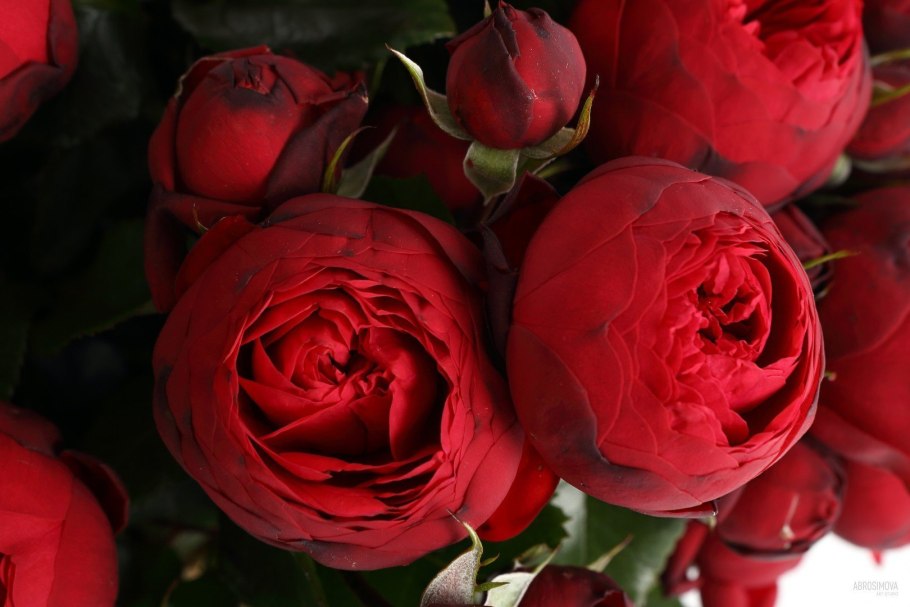 Роза чайно-гибридная ред пиано