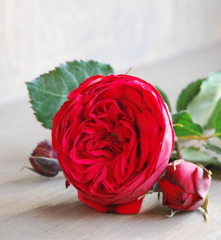 Роза английская ред пиано