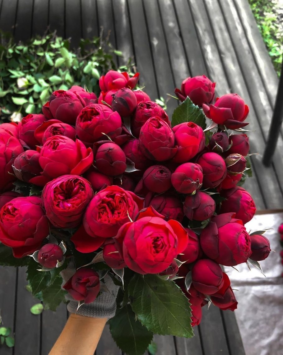 Роза пиано Фриленд