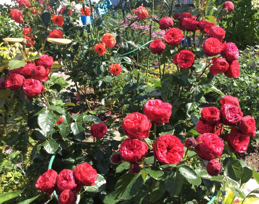 Роза чайно-гибридная ред пиано (Red Piano)