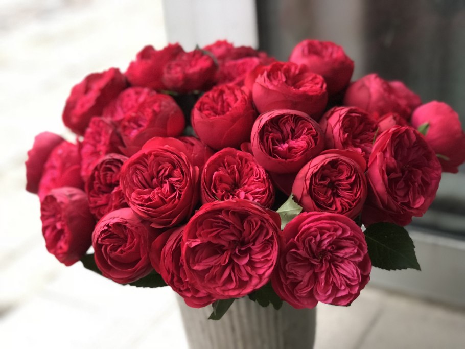 Пионовидные розы ред пиано