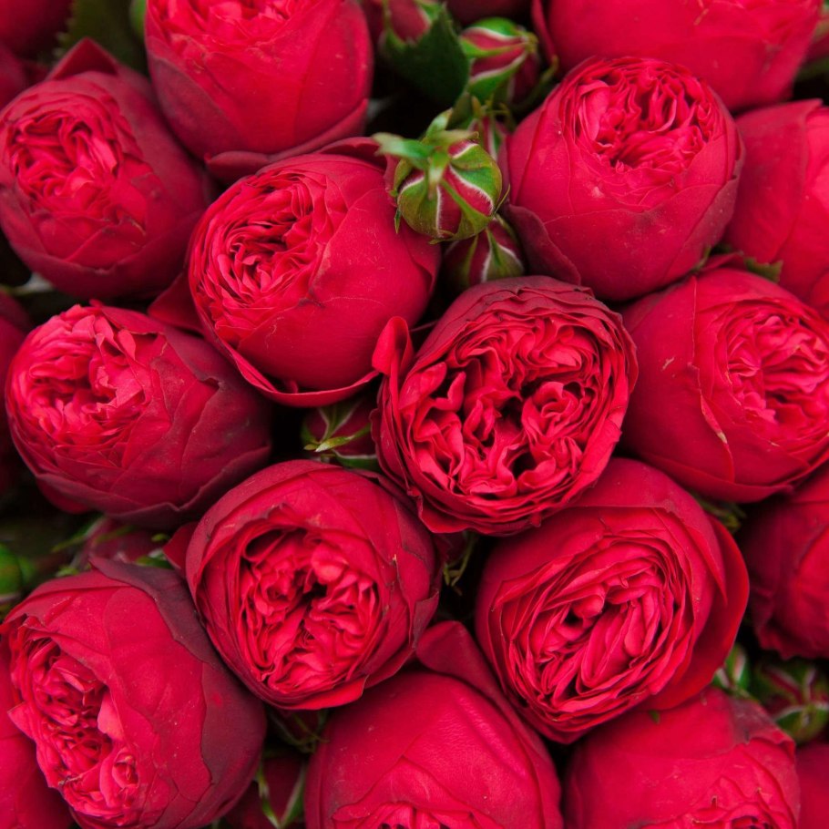 Роза чайно-гибридная ред пиано