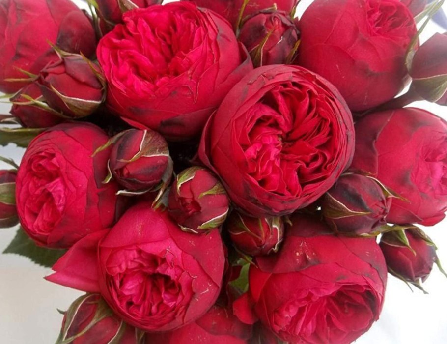 Роза пиано Фриленд