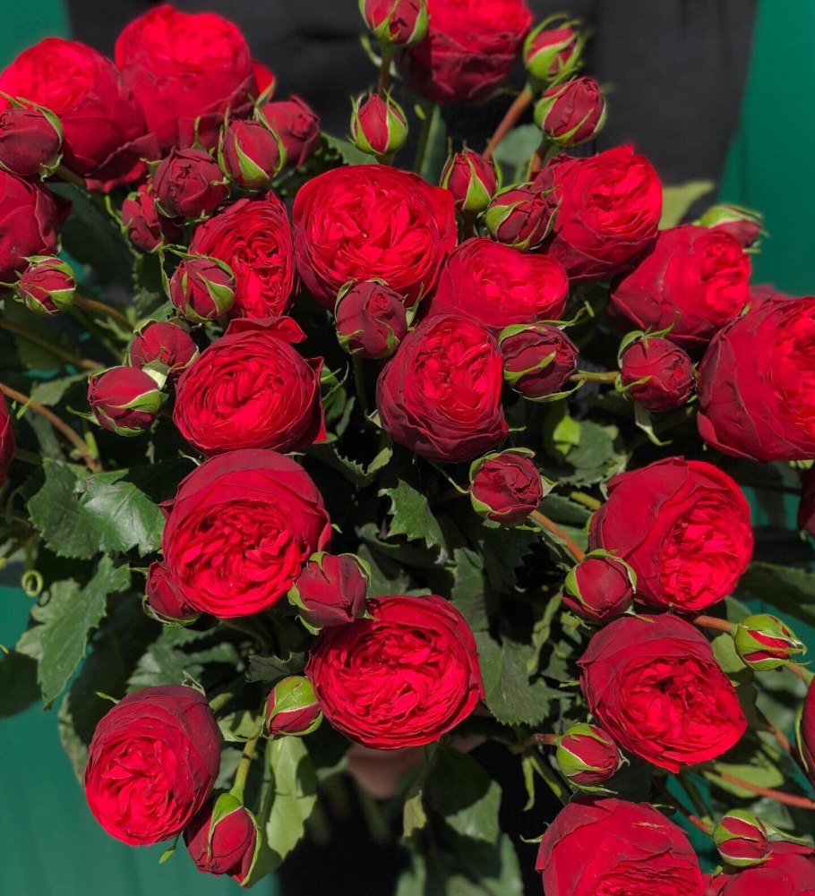 Ред пиано (Red Piano)