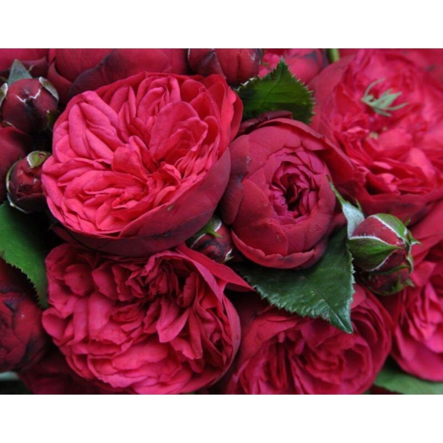 Роза пионовидная темно бордовая