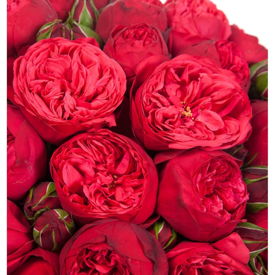 Пионовидная роза ред пиано