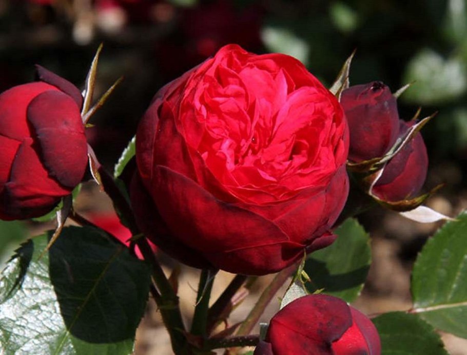 Роза чайно-гибридная ред пиано