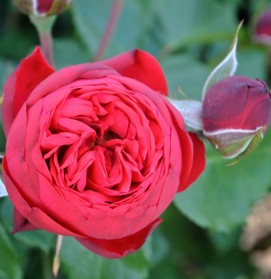 Роза чайно-гибридная ред пиано (Red Piano)