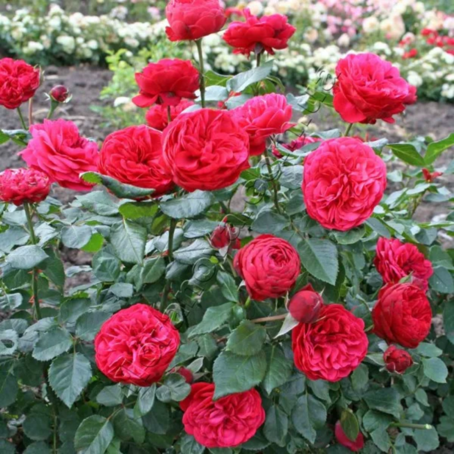 Роза кустовая пионовидная ред пиано