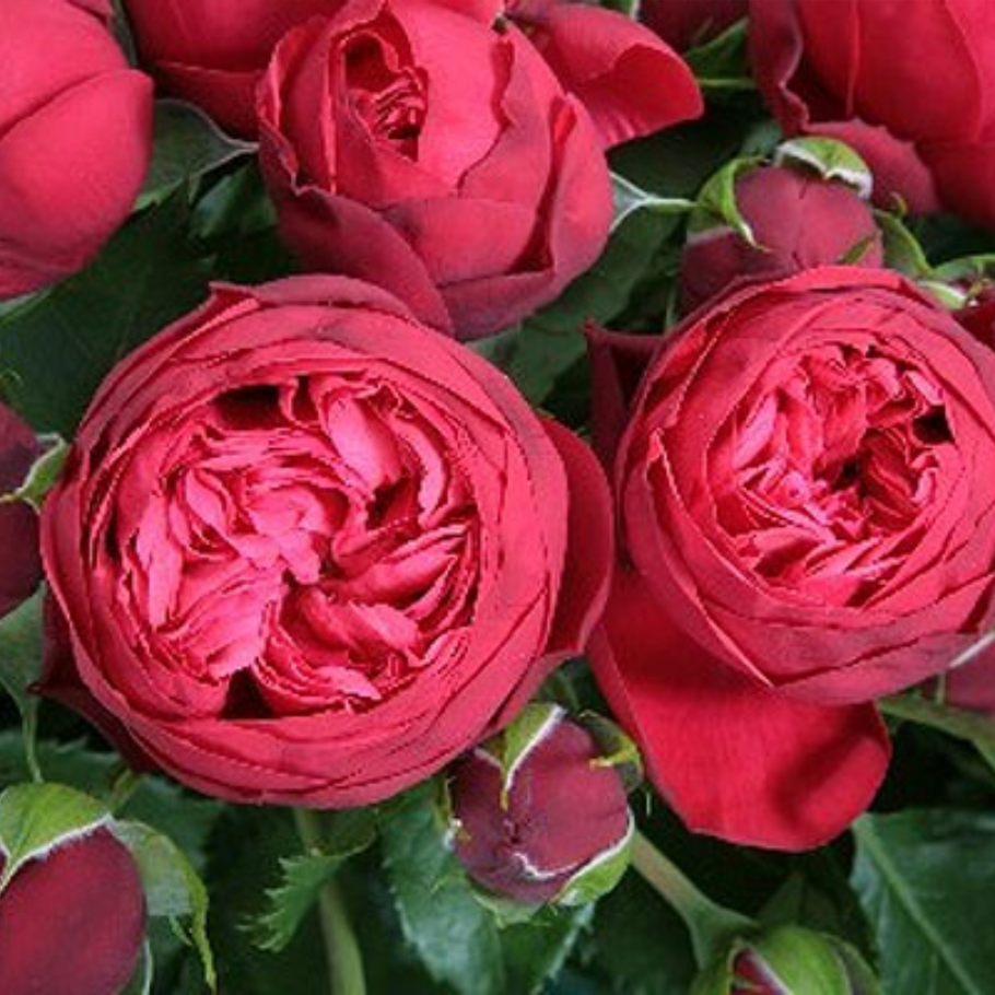 Пионовидная роза ред пиано