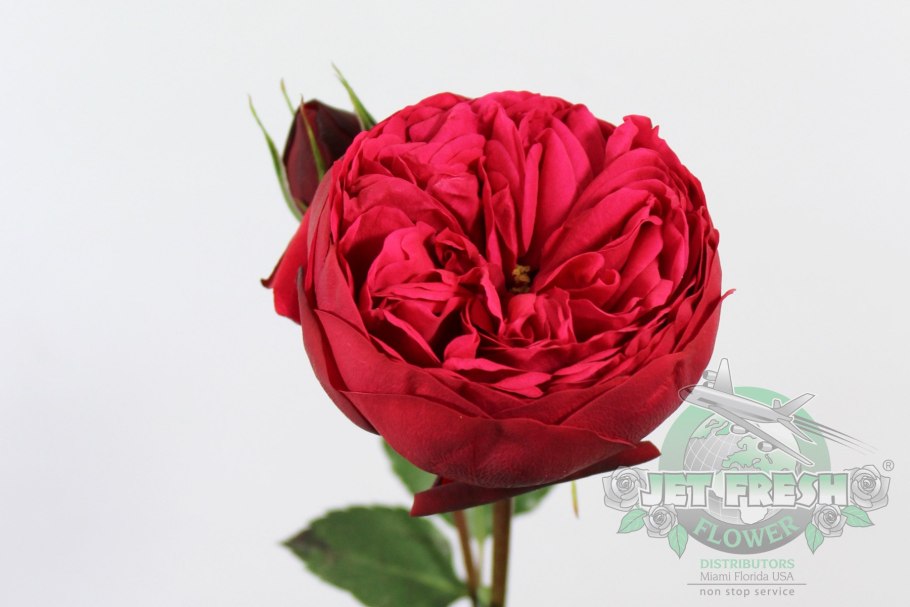 Пионовидные розы ред пиано