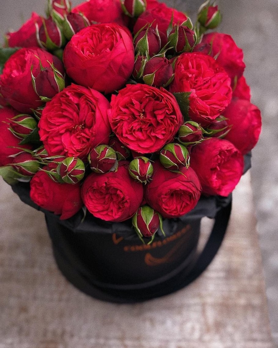 Пионовидная роза ред пиано