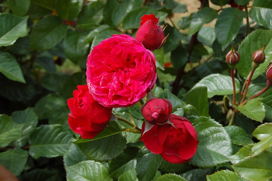 Роза ред пиано фото и описание отзывы