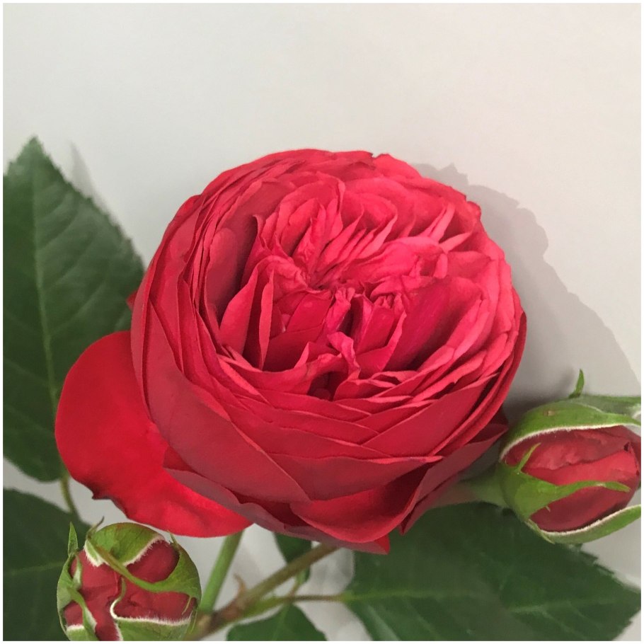 Пионовидная роза ред пиано