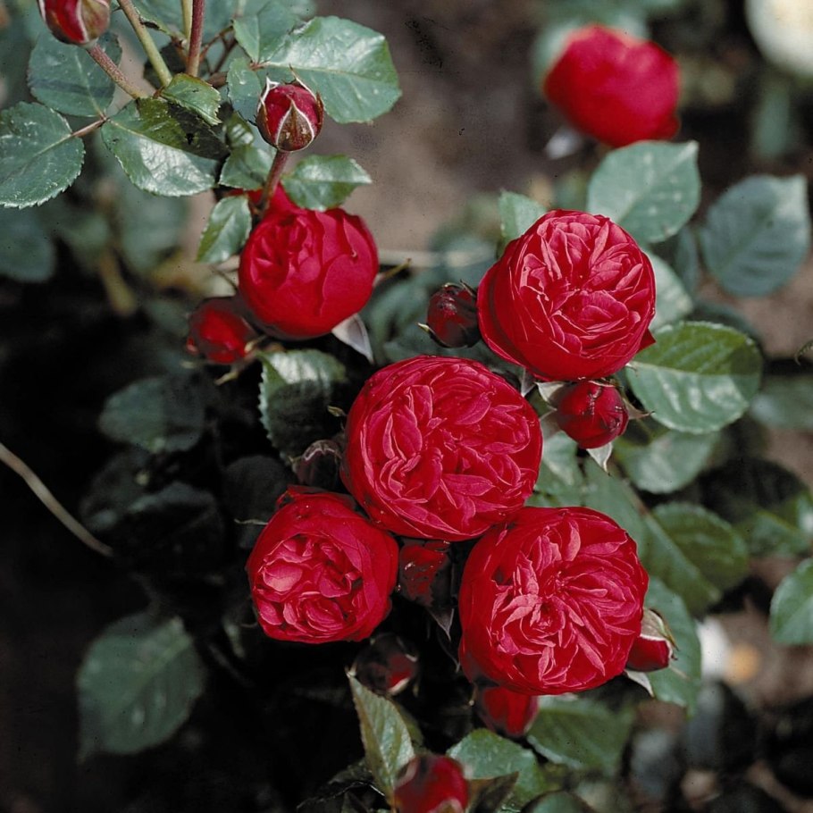 Пионовидная роза ред пиано