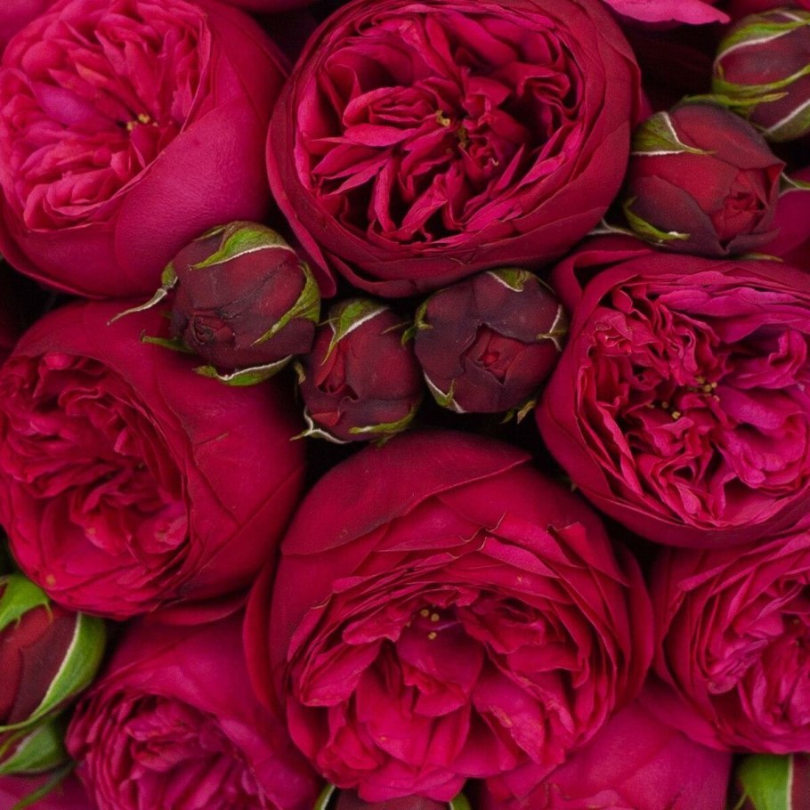 Роза ред пиано на обои