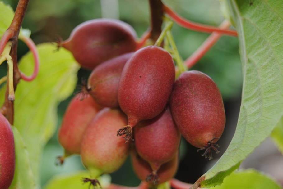 Актинидия коломикта