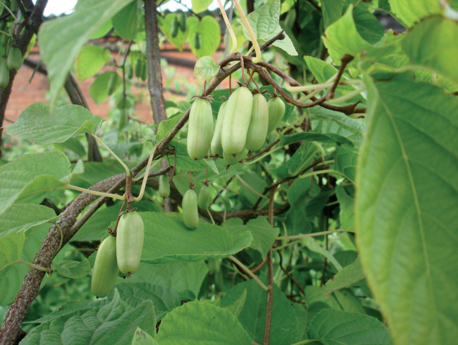 Актинидия коломикта Лакомка